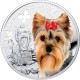 York Shire Terrier, Silver Coin